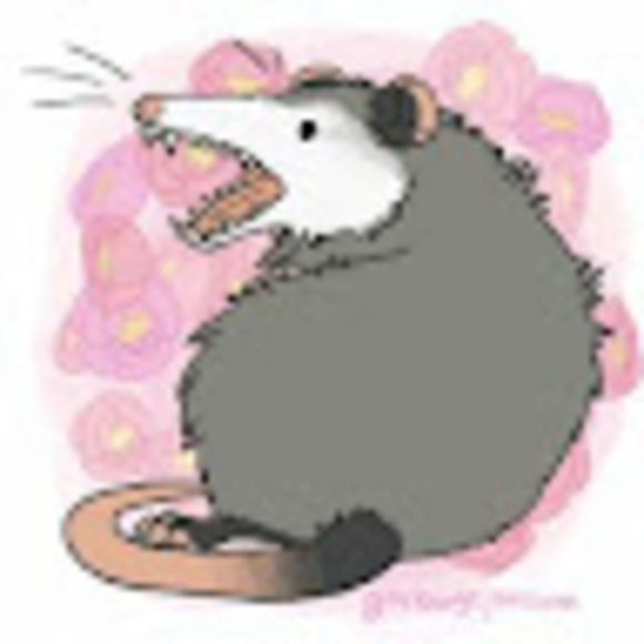 cblossompossum